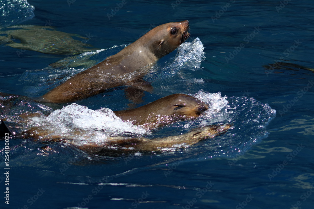 Obraz premium australian fur seal