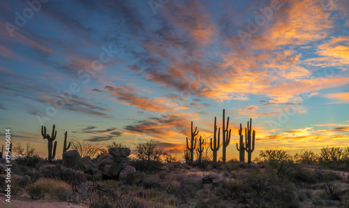 Wide Ratio Sonoran Desert Sunrise Landscape In Scottsdale Arizona With Cactus Stand 