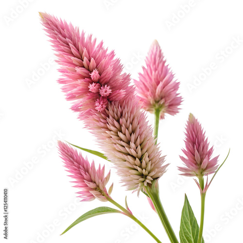 Silver cock's comb, Celosia cristata, isolated on transparent background, cutout