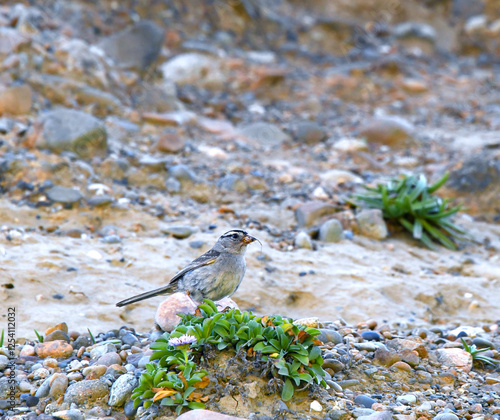 Plakat Beach Comber Sparrow