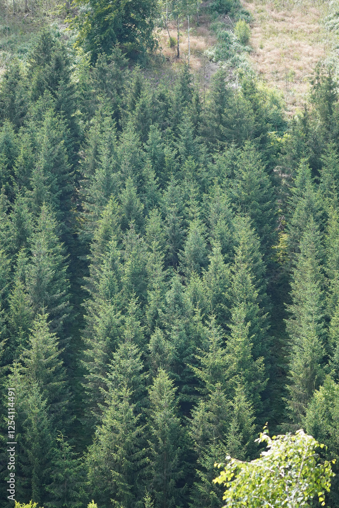 Obraz premium Background of pine tree forest and cut down forest field on the top, North Rhine-Westphalia, Germany