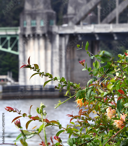 Honey Suckle Blows By Siuslaw Bridge photo