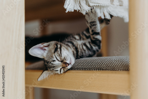 Portrait of one sleeping kitten on a chair under the table. photo