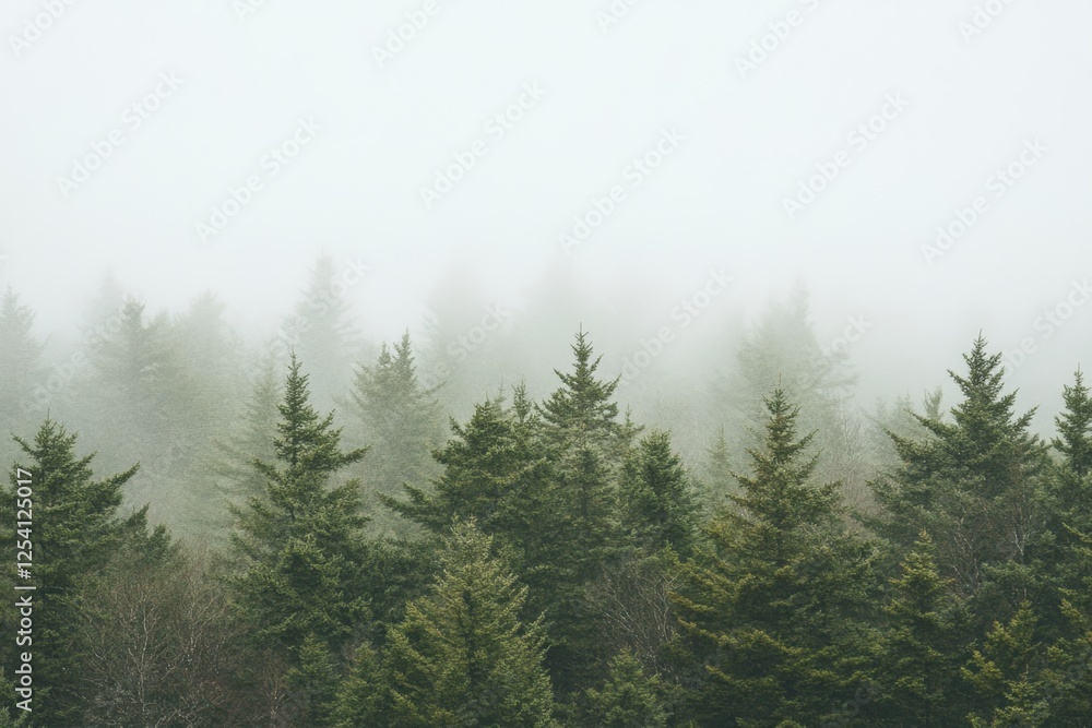 Misty mountain evergreen forest landscape Misty mountain evergreen forest landscape