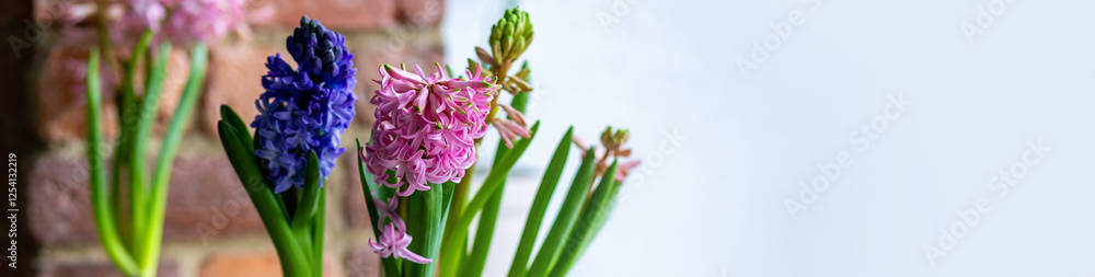 Fototapeta premium Banner. Fresh floral home decor, Easter holiday preparation. Hyacinth bright pink, violet flowers with bulbs in metal pot. Gardening tools, leisure and hobby concept. Wooden background, springtime