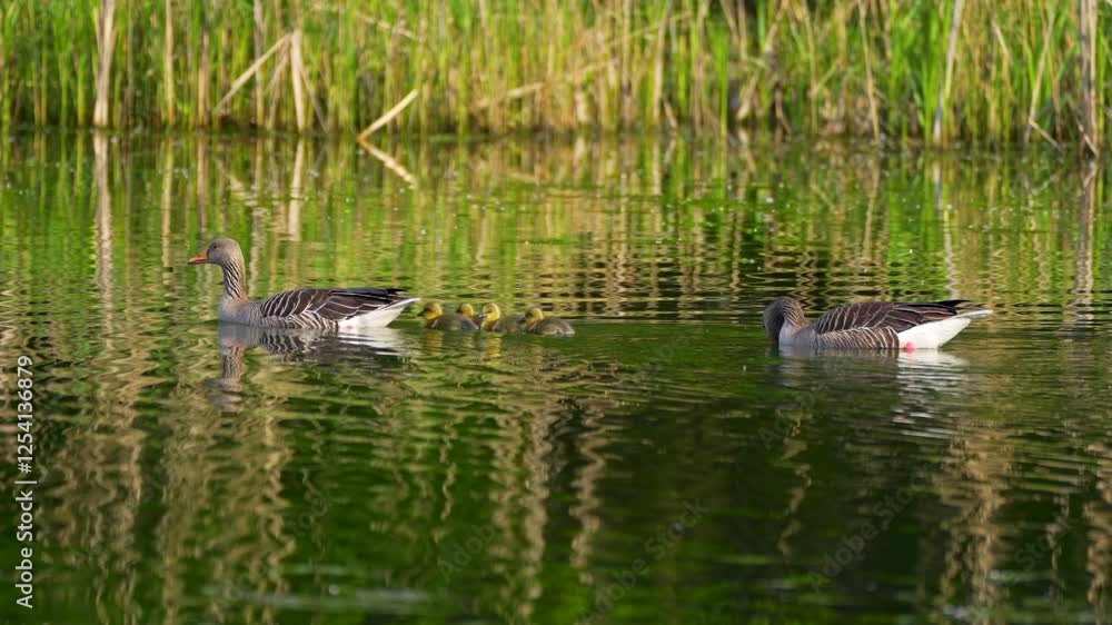 wild geese with goslings on the water
wild geese with goslings on the water