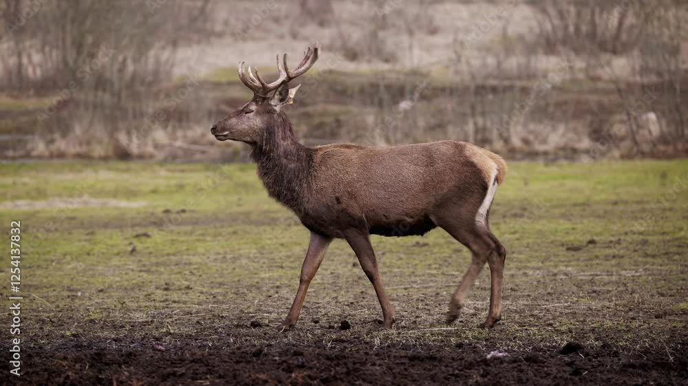 A deer with upright posture and large antlers stands on earthy ground, surrounded by sparse vegetation, open fields, muted grass, and scattered shrubs. A deer with upright posture and large antlers stands on earthy ground, surrounded by sparse vegetation, open fields, muted grass, and scattered shrubs.
