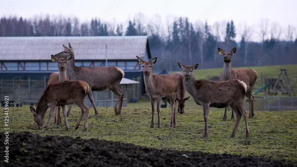 A group of deer stands on a grassy field near a barn like structure, with fenced enclosures, playground equipment, and bare trees under an overcast sky. A group of deer stands on a grassy field near a barn like structure, with fenced enclosures, playground equipment, and bare trees under an overcast sky.