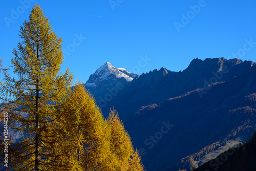 Yellow firs below Pizzo Scalino Alp mountain in autumn