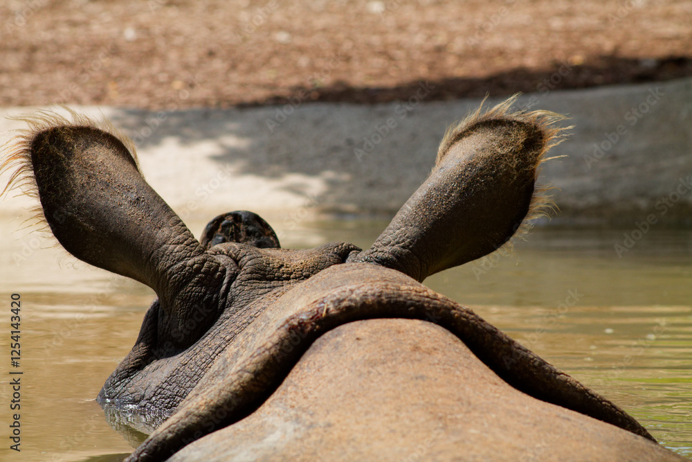 Naklejka premium Rhinoceros Relaxing in Water