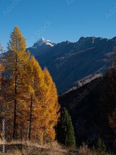 Yellow firs below Pizzo Scalino Alp mountain