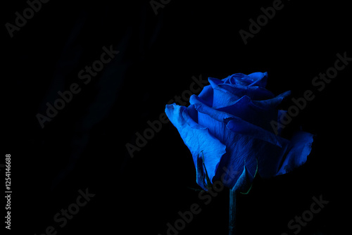 Beautiful blue rose photographed on a black background