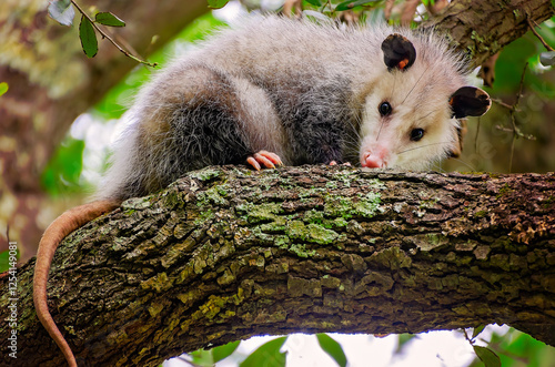 Canvastavla Virginia opossum (Didelphis virginiana) in tree in Coden Alabama