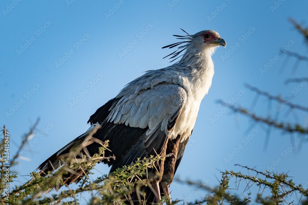 Majestic Secretary Bird Perched in Ngorongoro Crater Majestic Secretary Bird Perched in Ngorongoro Crater