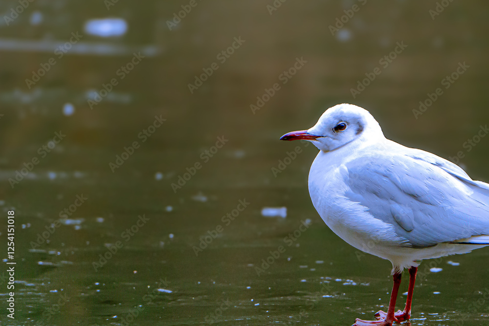 Fototapeta premium seagull on frozen lake