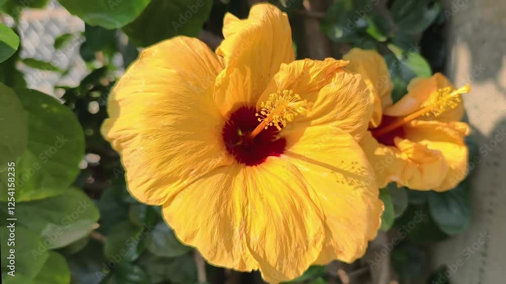 One yellow flower is growing. One yellow flower is growing.