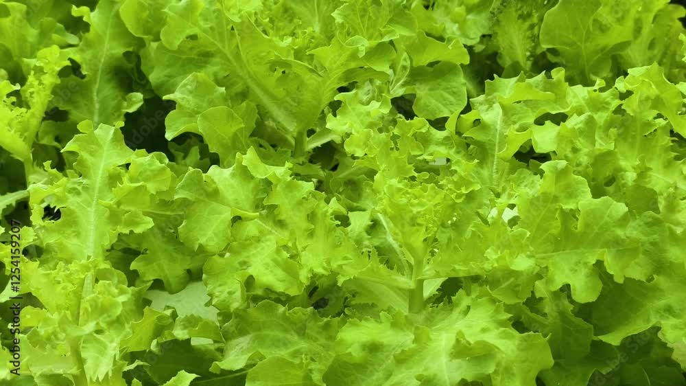 The leaves of green vegetables are growing. The leaves of green vegetables are growing.