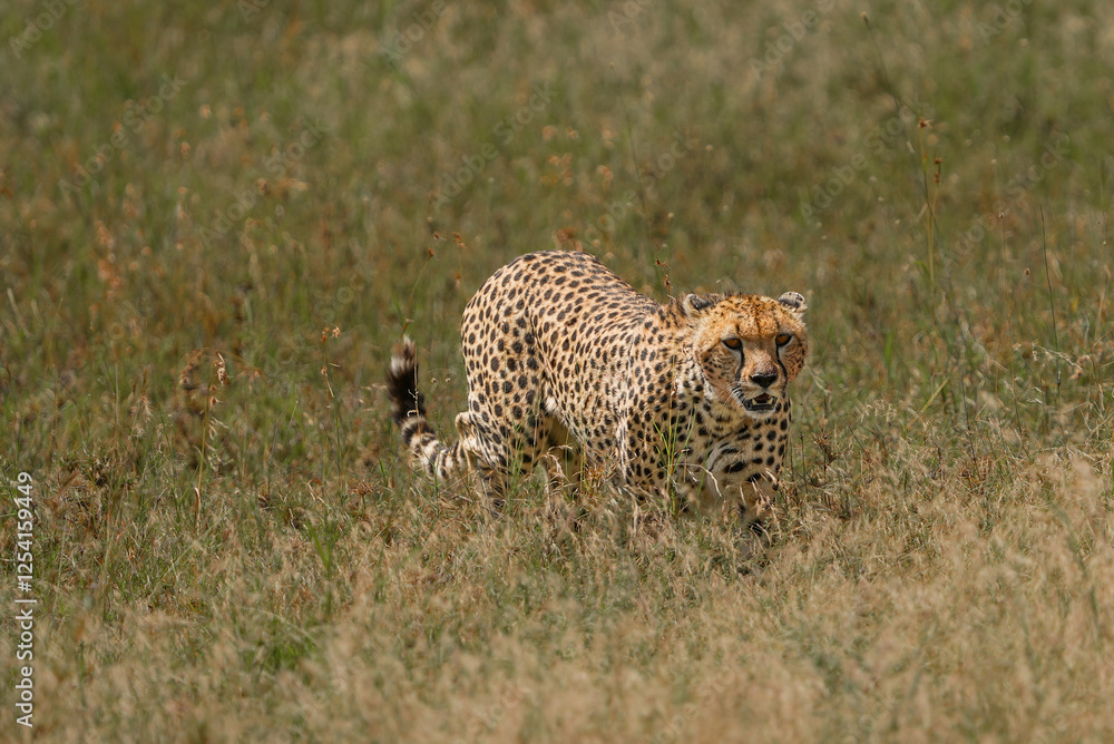 Naklejka premium Cheetah