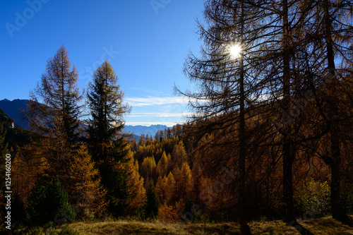Yellow larch forest in the Alps