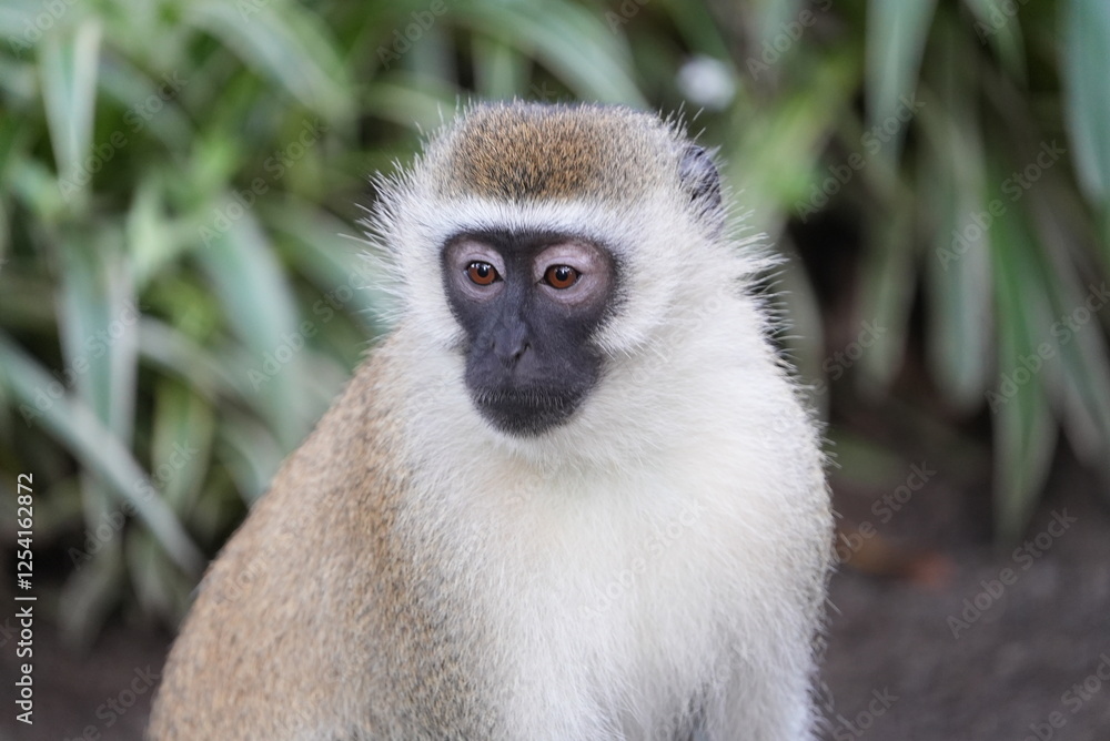 Monkeys in Africa Monkeys in Africa