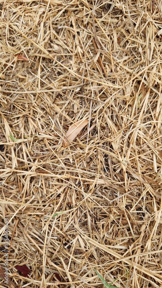 dry grass background, above view of the ground dry grass background, above view of the ground