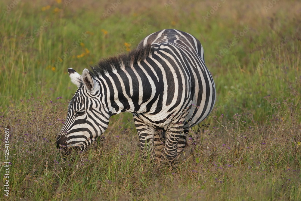 Zebra in Africa