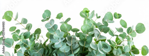 A lush array of fresh eucalyptus leaves against a white background, showcasing vibrant green hues and circular leaf patterns.