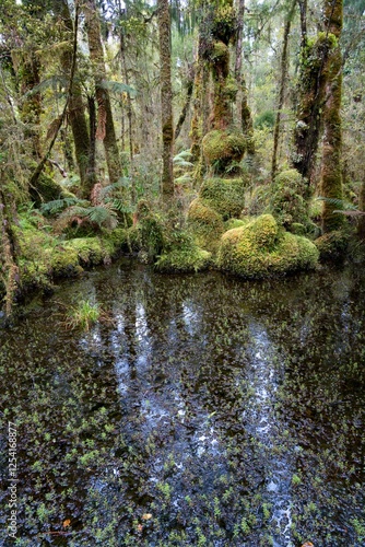 The Wetlands at Ship Creek on New Zealand's West Coast – Scenic Nature Reserve photo