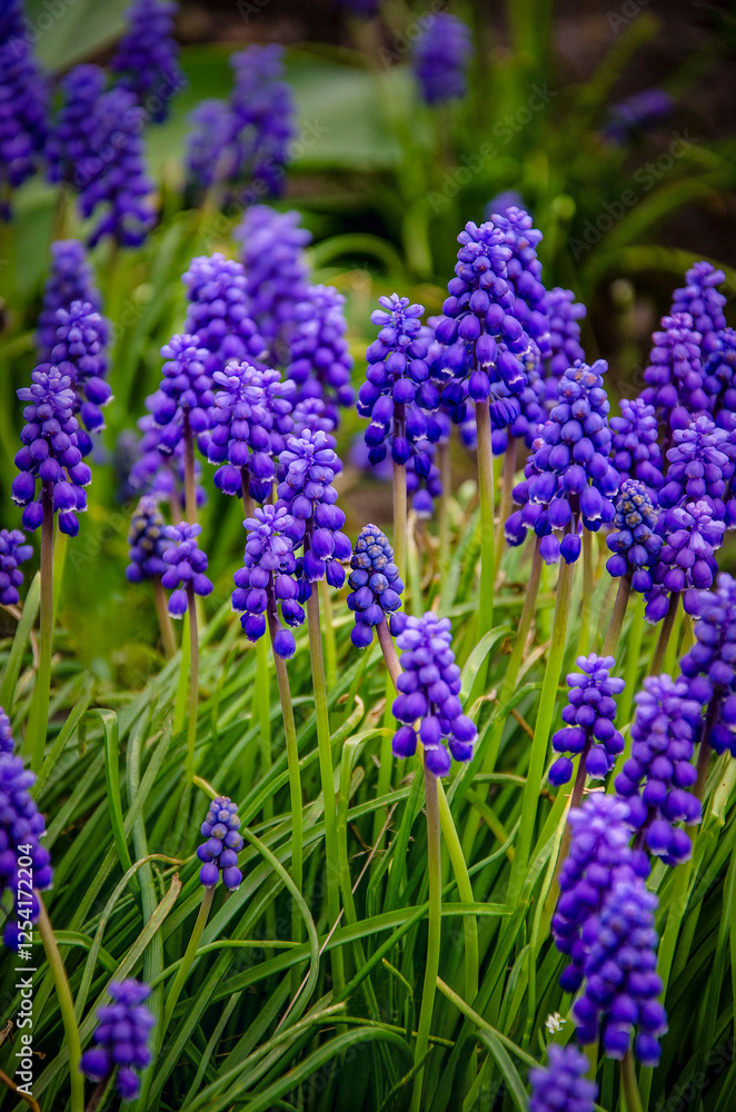 The first spring flowers muscari in the garden.