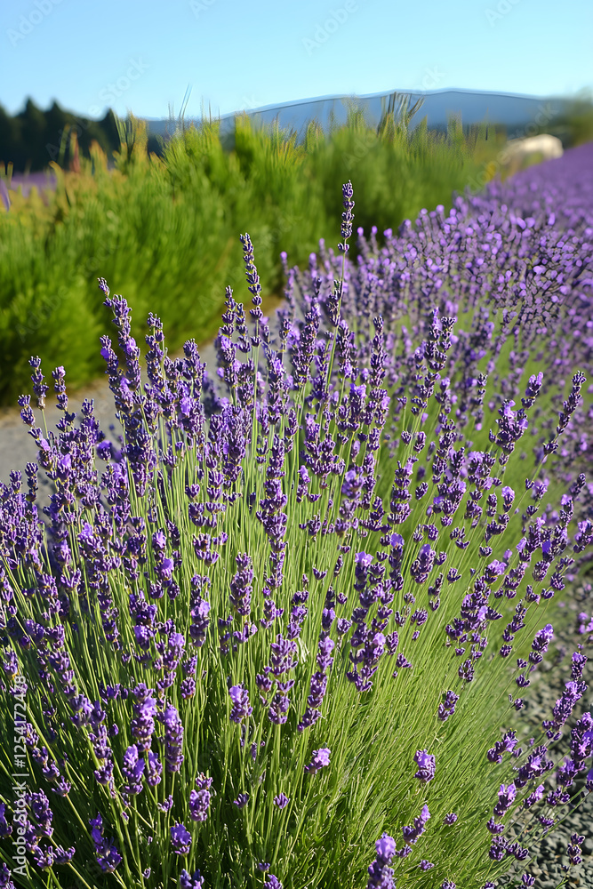 Naklejka premium Endless Lavender Fields under a Clear Sky: A Serene Escape into Nature's Purple Embrace