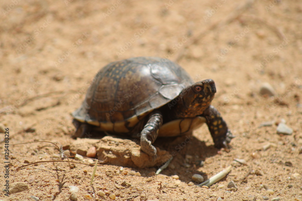 Obraz premium turtle on the sand