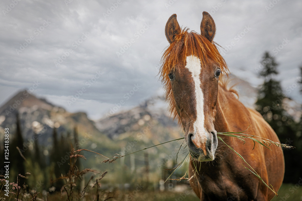 Obraz premium horses run in nature. Beautiful horses in the meadows.