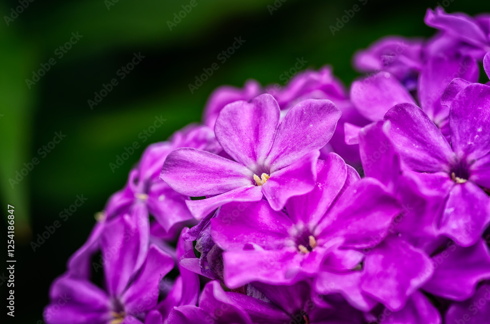 Vibrant Purple Flowers in Bloom – Macro Nature Photography Vibrant Purple Flowers in Bloom – Macro Nature Photography