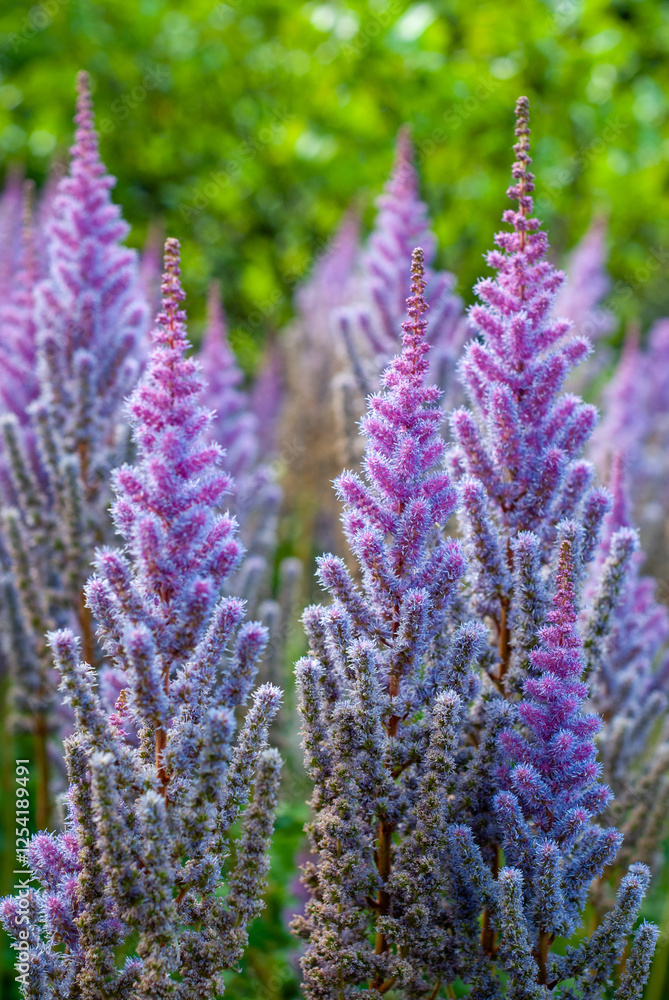 Fototapeta premium tall fuzzy purple wildflowers 