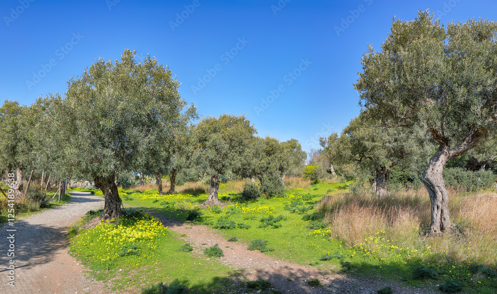 Astonishing view on blooming olive garden at Cape Milazzo during daytime.