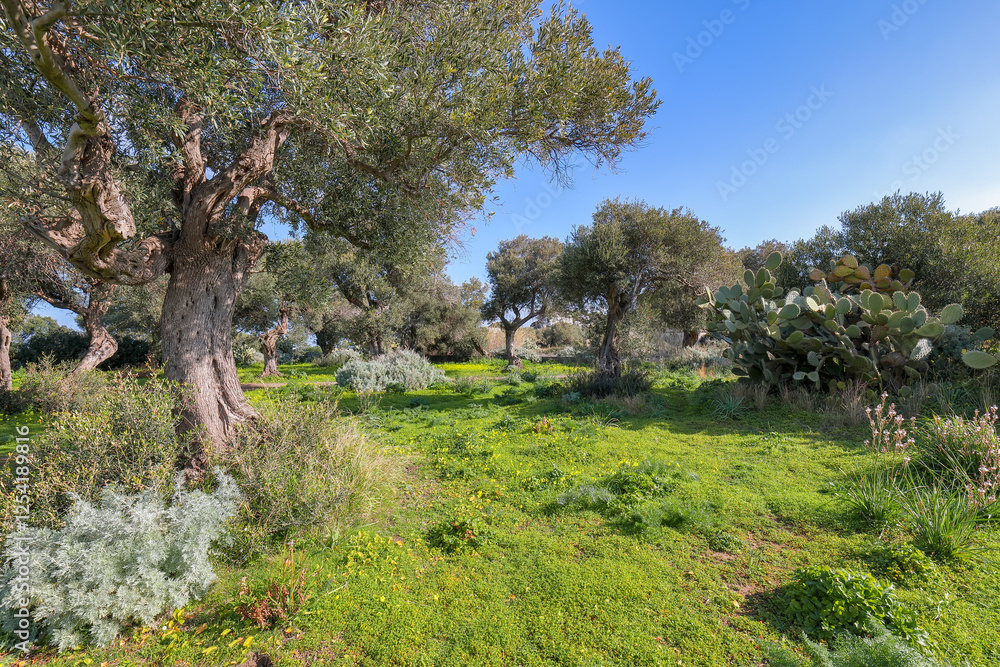 Astonishing view on blooming olive garden at Cape Milazzo during daytime. Astonishing view on blooming olive garden at Cape Milazzo during daytime.