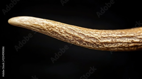 Close-up stag antler detail photo