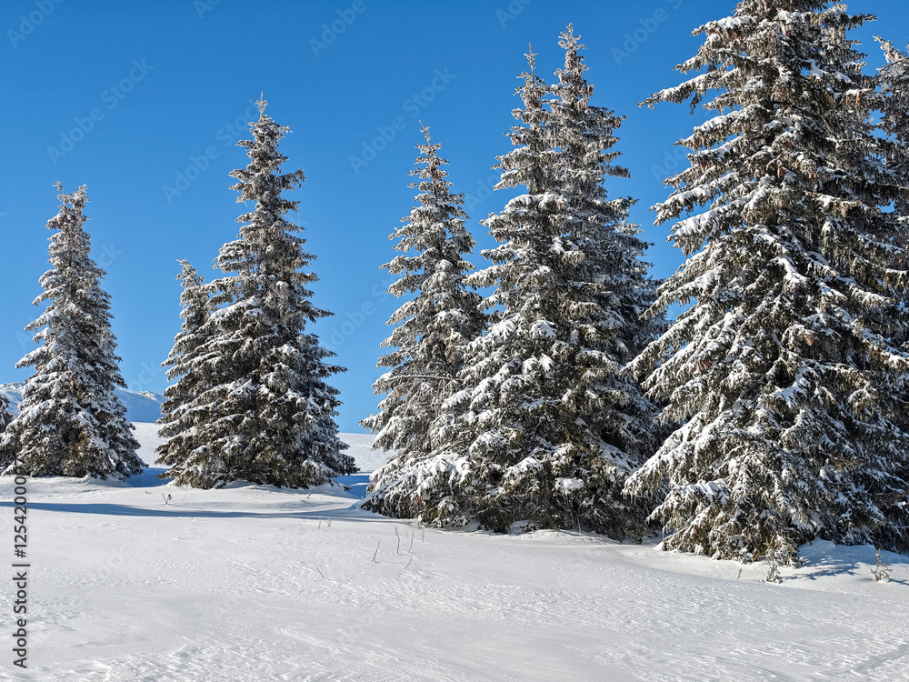 Winter Landscape of Vitosha Mountain, Bulgaria Winter Landscape of Vitosha Mountain, Bulgaria