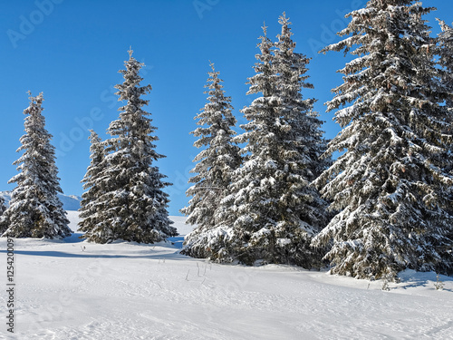 Winter Landscape of Vitosha Mountain, Bulgaria photo