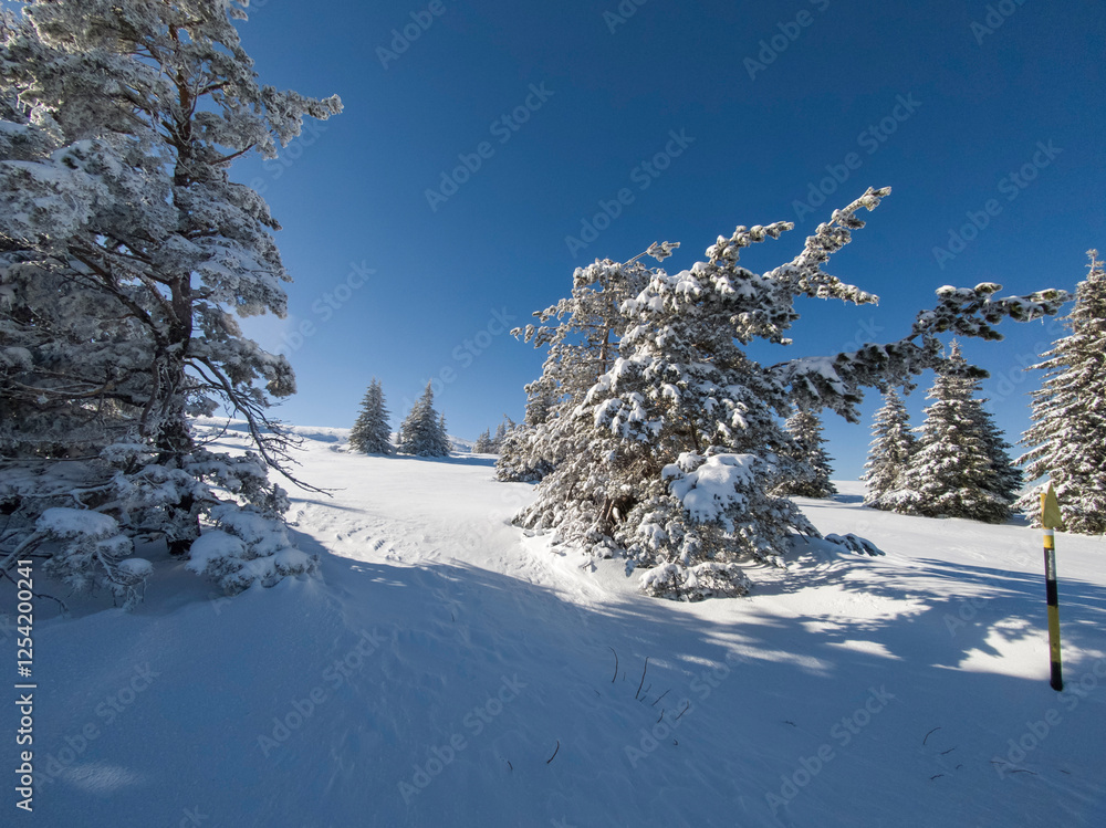 Winter Landscape of Vitosha Mountain, Bulgaria Winter Landscape of Vitosha Mountain, Bulgaria
