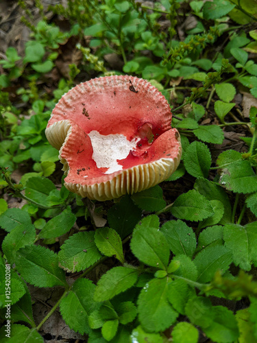 Close-up of the Red Russula Emetica Mushroom (Sickener, Emetic russula, or Vomiting Russula) growing in the forest photo