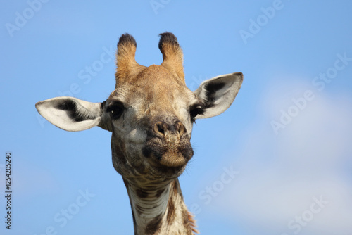 Canvas Print Giraffe / Giraffe / Giraffa camelopardalis