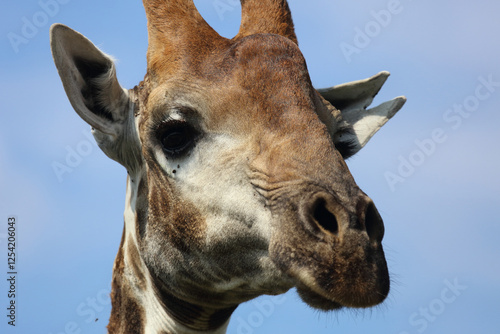 Photography Giraffe / Giraffe / Giraffa camelopardalis
