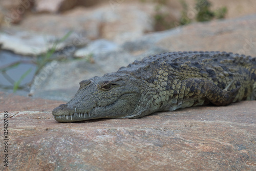 Nilkrokodil / Nile crocodile / Crocodylus niloticus. photo