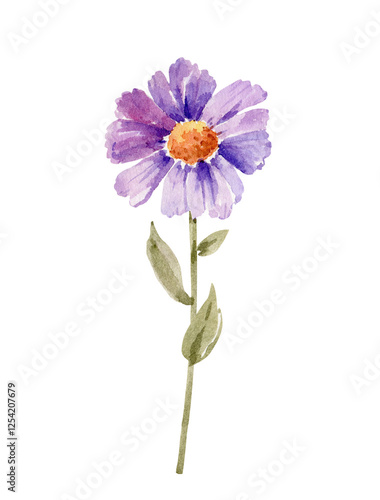 lilac flower chamomile, watercolor illustration