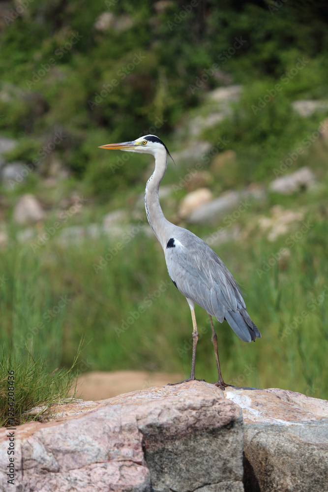 Obraz premium Afrikanischer Graureiher / Grey heron / Ardea cinerea