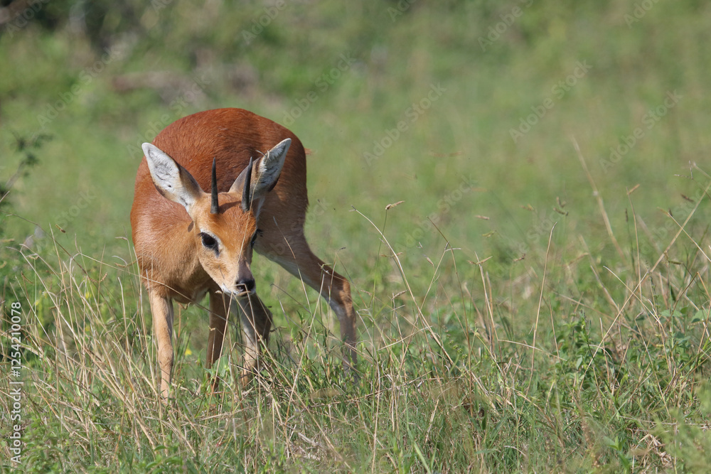 Fototapeta premium Afrikanischer Steinbock / Steenbok / Raphicerus campestris