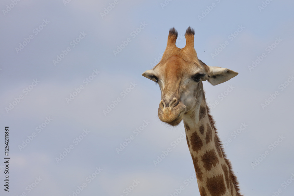 Obraz premium Giraffe / Giraffe / Giraffa camelopardalis