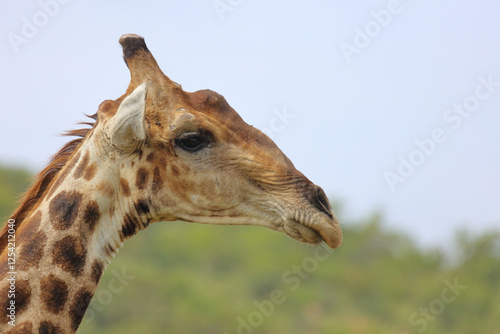 Photography Giraffe / Giraffe / Giraffa camelopardalis