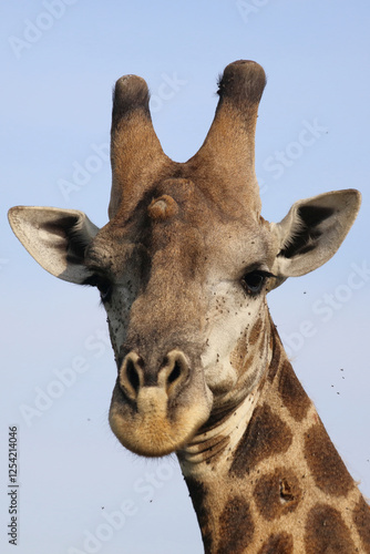 Photography Giraffe / Giraffe / Giraffa camelopardalis